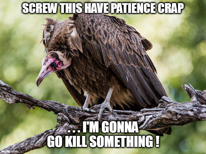 Time to get all proactive! |  SCREW THIS HAVE PATIENCE CRAP; . . . I'M GONNA GO KILL SOMETHING ! | image tagged in vulture,patience | made w/ Imgflip meme maker
