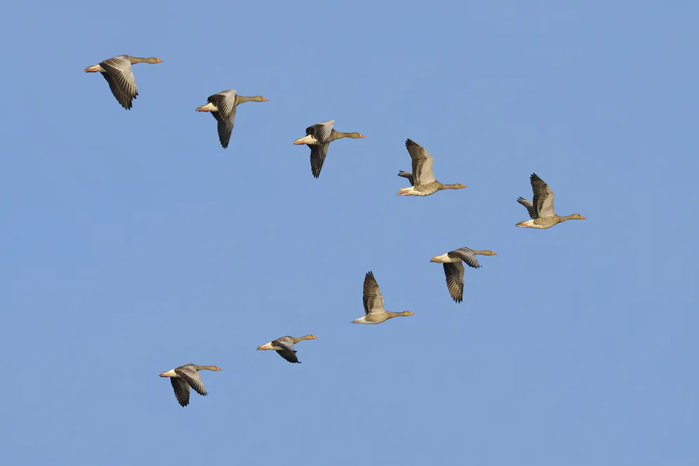 Geese (idk why) Blank Meme Template