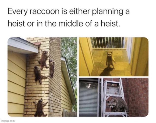 When Raccoon Sus | image tagged in when the imposter is sus | made w/ Imgflip meme maker
