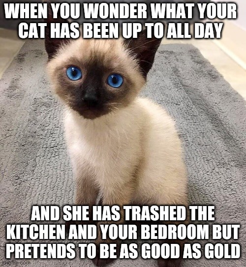 Naughtiest cat ever!!? | WHEN YOU WONDER WHAT YOUR CAT HAS BEEN UP TO ALL DAY; AND SHE HAS TRASHED THE KITCHEN AND YOUR BEDROOM BUT PRETENDS TO BE AS GOOD AS GOLD | image tagged in cats | made w/ Imgflip meme maker