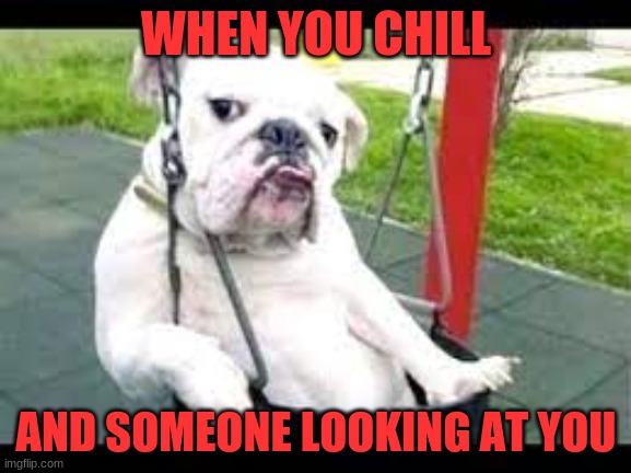 funny dogs | WHEN YOU CHILL; AND SOMEONE LOOKING AT YOU | image tagged in dogs | made w/ Imgflip meme maker