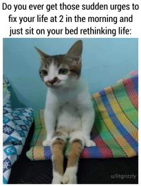 High Quality cat and bed Blank Meme Template