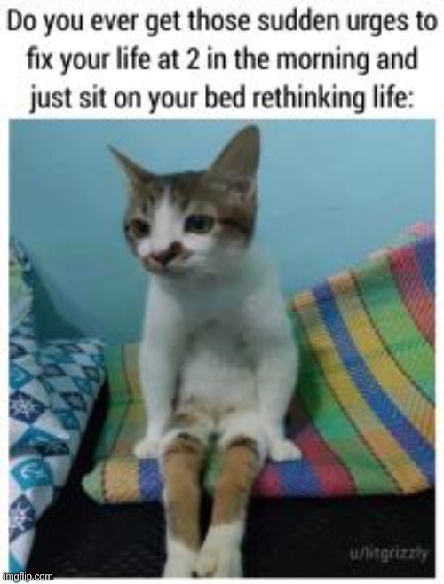 cat and bed | image tagged in cat and bed | made w/ Imgflip meme maker
