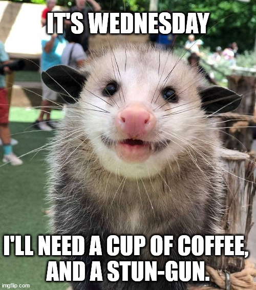 Stunning, Good Coffee | IT'S WEDNESDAY; I'LL NEED A CUP OF COFFEE, 
AND A STUN-GUN. | image tagged in funny animals,possum,hump day,wednesday,coffee,coffee addict | made w/ Imgflip meme maker
