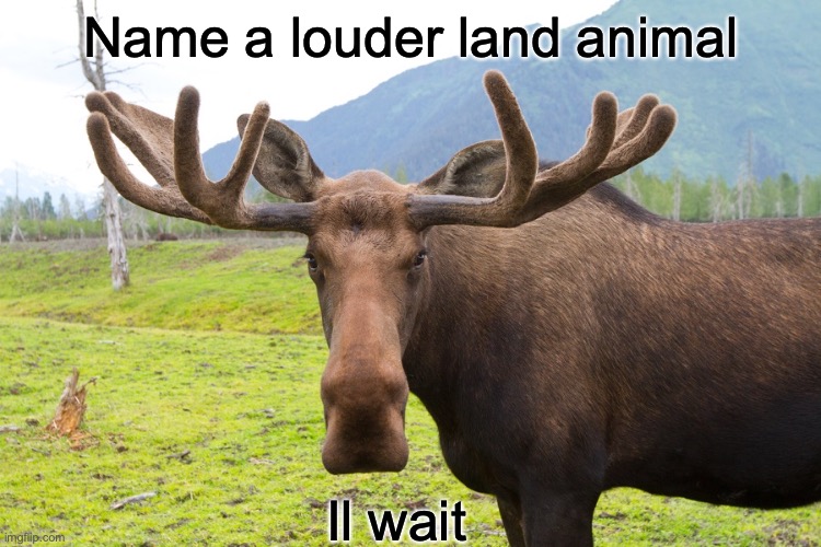 Moose face |  Name a louder land animal; Il wait | image tagged in moose face | made w/ Imgflip meme maker