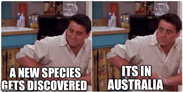 Australia is scary |  A NEW SPECIES GETS DISCOVERED; ITS IN AUSTRALIA | image tagged in joey from friends | made w/ Imgflip meme maker
