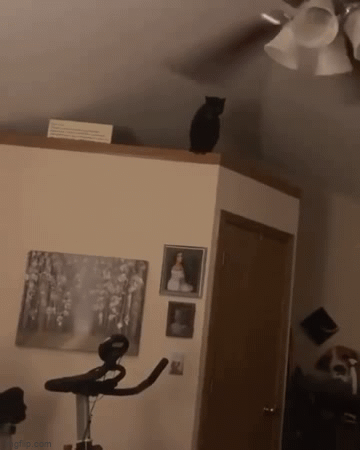 Cat Jumps Into Ceiling Fan My Old One
