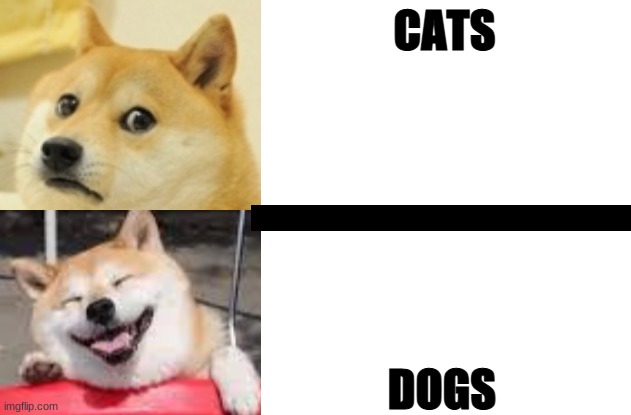 Doggo Hotline Bing | CATS; DOGS | image tagged in doggo hotline bing | made w/ Imgflip meme maker