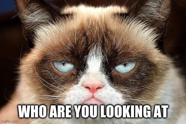 Grumpy Cat Not Amused Meme | WHO ARE YOU LOOKING AT | image tagged in memes,grumpy cat not amused,grumpy cat | made w/ Imgflip meme maker