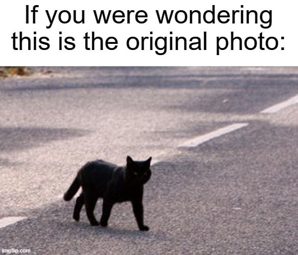 no joke |  If you were wondering
this is the original photo: | image tagged in memes | made w/ Imgflip meme maker