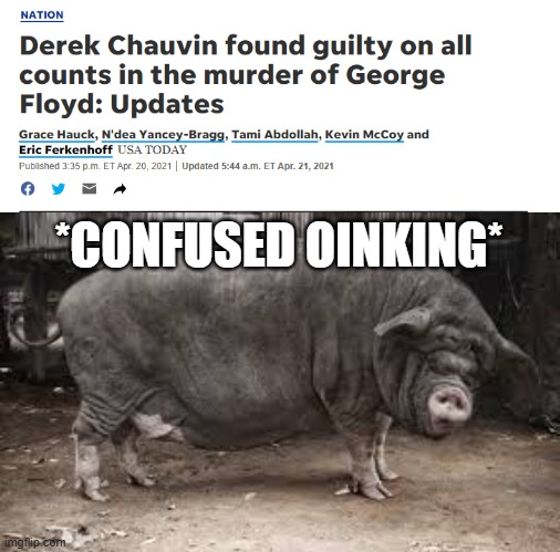 Chauvin Oinking | *CONFUSED OINKING* | image tagged in fat pig,dirty cops,george floyd,police brutality | made w/ Imgflip meme maker