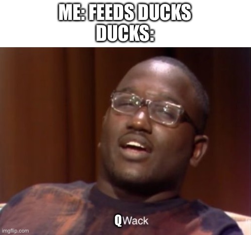 QWACK | ME: FEEDS DUCKS
DUCKS:; Q | image tagged in wack | made w/ Imgflip meme maker