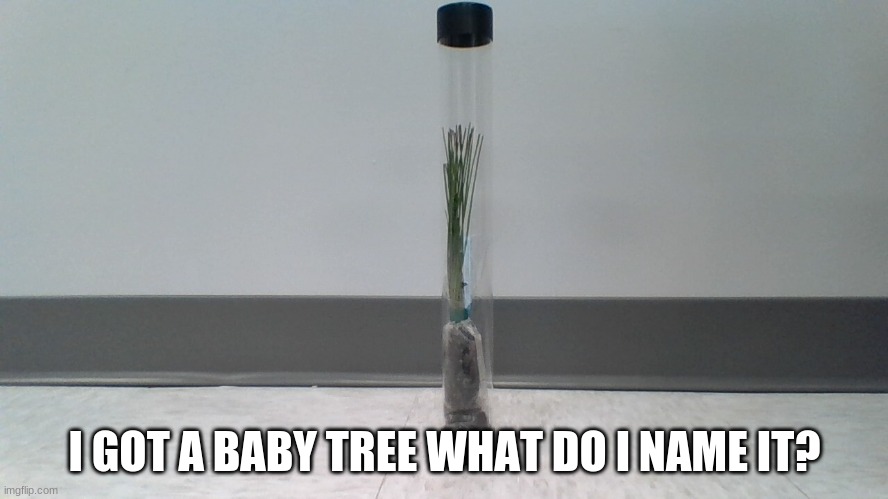 I GOT A BABY TREE WHAT DO I NAME IT? | made w/ Imgflip meme maker