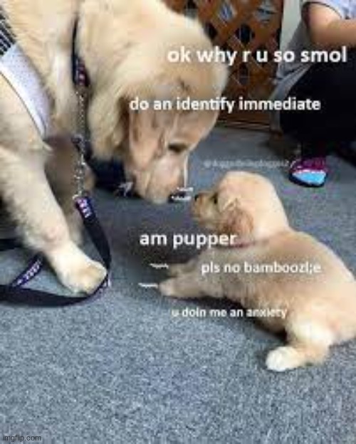 No bamboozle pupper | made w/ Imgflip meme maker