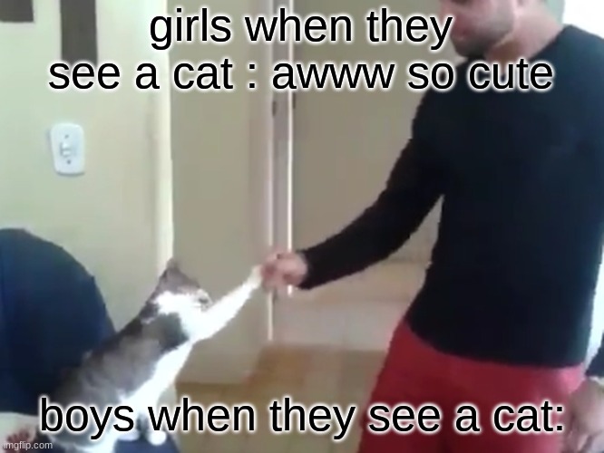 girls when they see a cat : awww so cute; boys when they see a cat: | made w/ Imgflip meme maker