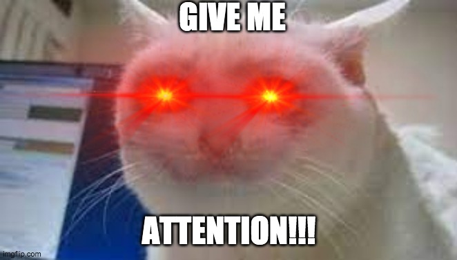 GIVE ME ATTENTION | GIVE ME; ATTENTION!!! | image tagged in laser eyes,cat | made w/ Imgflip meme maker