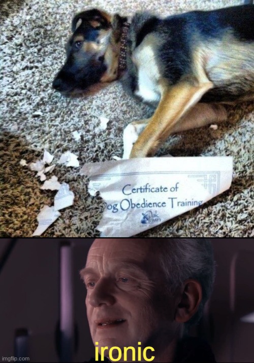 certificate of failure | ironic | image tagged in palpatine ironic,dogs | made w/ Imgflip meme maker