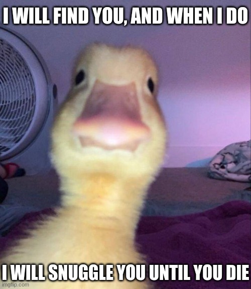 snuggles | I WILL FIND YOU, AND WHEN I DO; I WILL SNUGGLE YOU UNTIL YOU DIE | image tagged in ducks | made w/ Imgflip meme maker