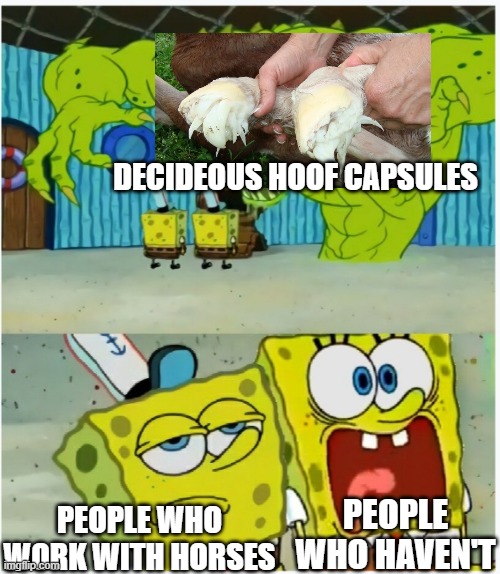 credit to EDGE | DECIDEOUS HOOF CAPSULES; PEOPLE WHO HAVEN'T; PEOPLE WHO WORK WITH HORSES | image tagged in spongebob squarepants scared but also not scared,animals,horses | made w/ Imgflip meme maker