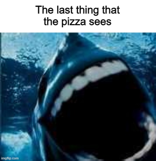 Sherk Pog |  The last thing that
the pizza sees | image tagged in shark,pog,pizza | made w/ Imgflip meme maker