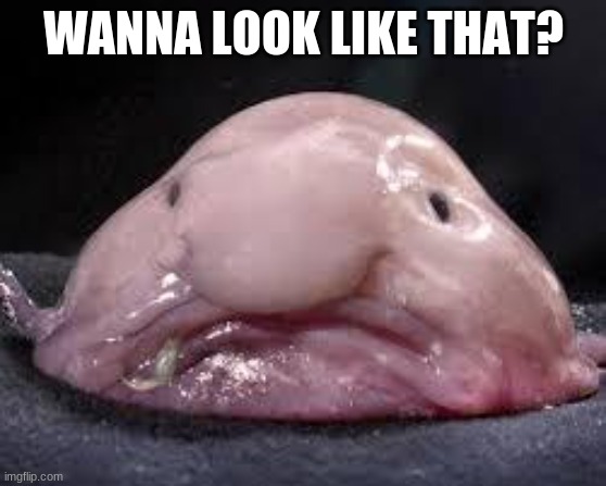 Blob fish | WANNA LOOK LIKE THAT? | image tagged in blob fish | made w/ Imgflip meme maker