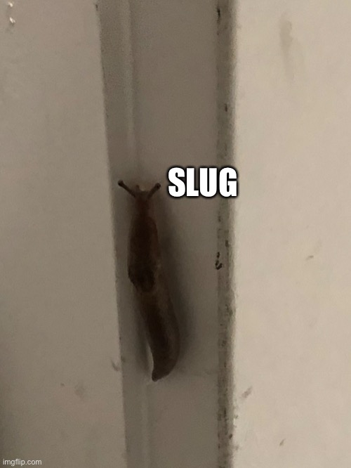 S L U G | SLUG | image tagged in slug | made w/ Imgflip meme maker