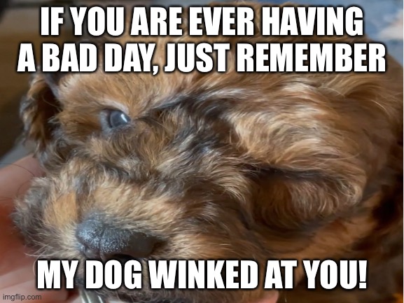 Yes, that is really my dog | IF YOU ARE EVER HAVING A BAD DAY, JUST REMEMBER; MY DOG WINKED AT YOU! | image tagged in meme,cute dog,memes,funny,cute | made w/ Imgflip meme maker