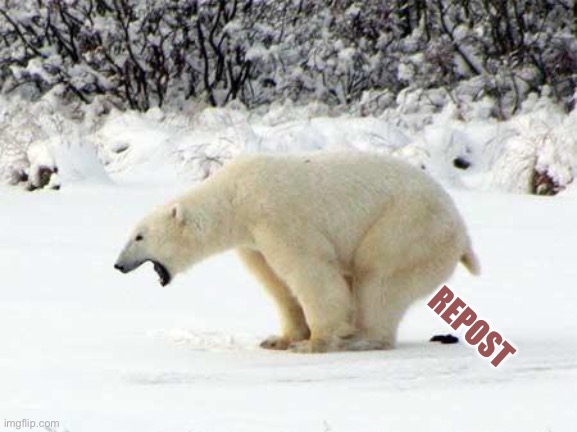 Polar Bear Shits in the Snow | REPOST | image tagged in polar bear shits in the snow | made w/ Imgflip meme maker