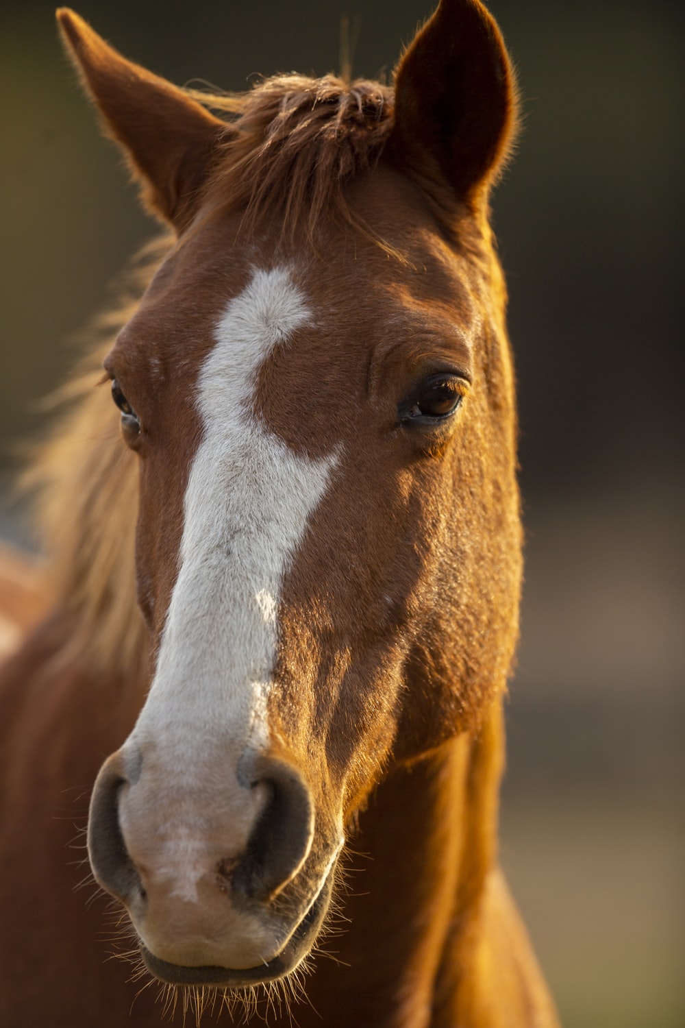 Horses Rock Blank Meme Template