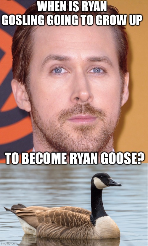 Ryan Goose |  WHEN IS RYAN GOSLING GOING TO GROW UP; TO BECOME RYAN GOOSE? | image tagged in goose,ryan gosling,goosebumps,grow up | made w/ Imgflip meme maker