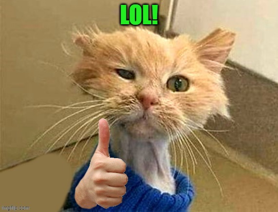 thumb cat | LOL! | image tagged in thumb cat | made w/ Imgflip meme maker