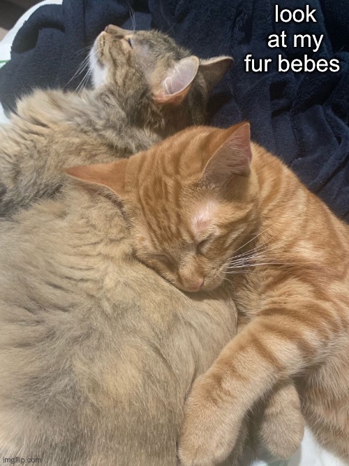 look at my fur bebes | made w/ Imgflip meme maker