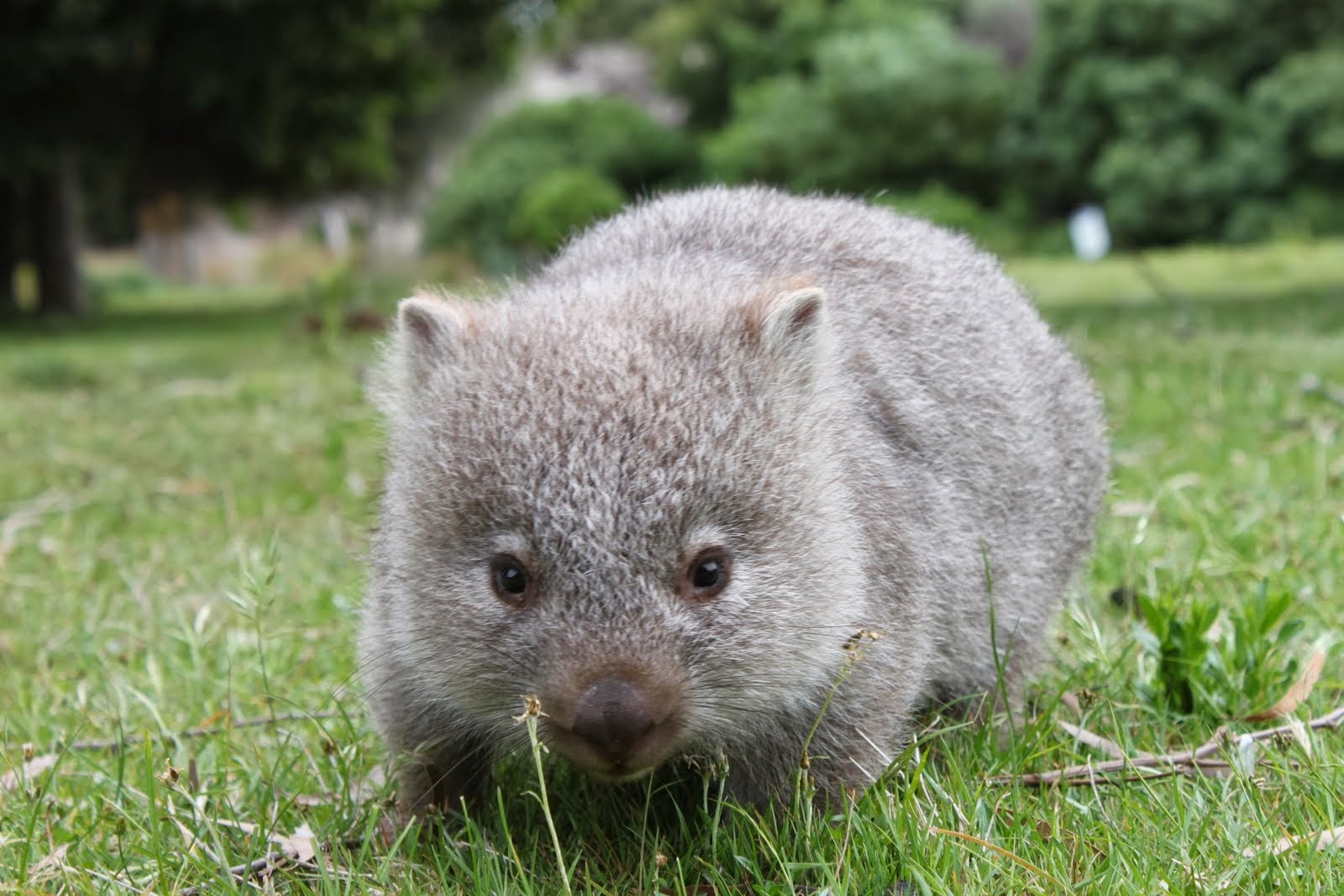 Gratitude Wombat Blank Meme Template