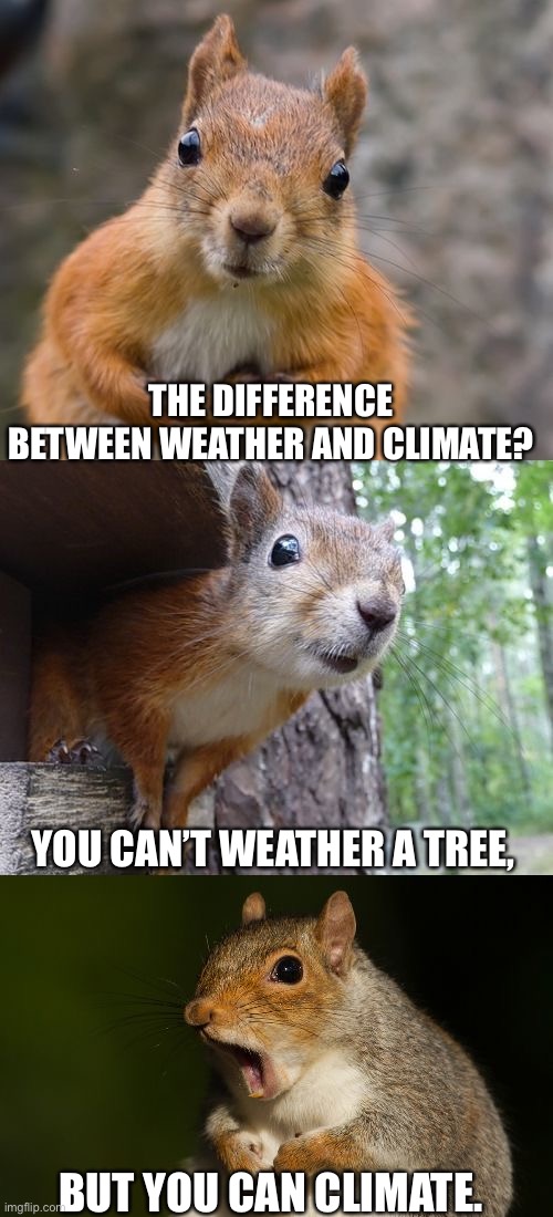 Happy Earth Day Everyone! | THE DIFFERENCE BETWEEN WEATHER AND CLIMATE? YOU CAN’T WEATHER A TREE, BUT YOU CAN CLIMATE. | image tagged in bad pun squirrel,climate,weather | made w/ Imgflip meme maker