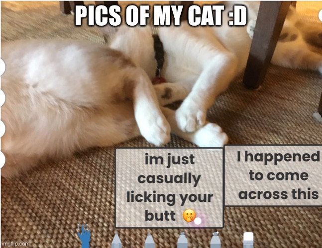 Real pic of my cats :D | PICS OF MY CAT :D | image tagged in cats,face reveal,office,yes | made w/ Imgflip meme maker