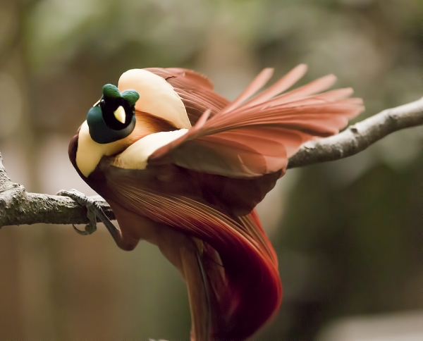 High Quality Bird of paradise dancing Blank Meme Template