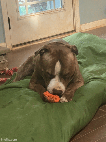 Pitbull chewing | image tagged in gifs,dogs | made w/ Imgflip images-to-gif maker