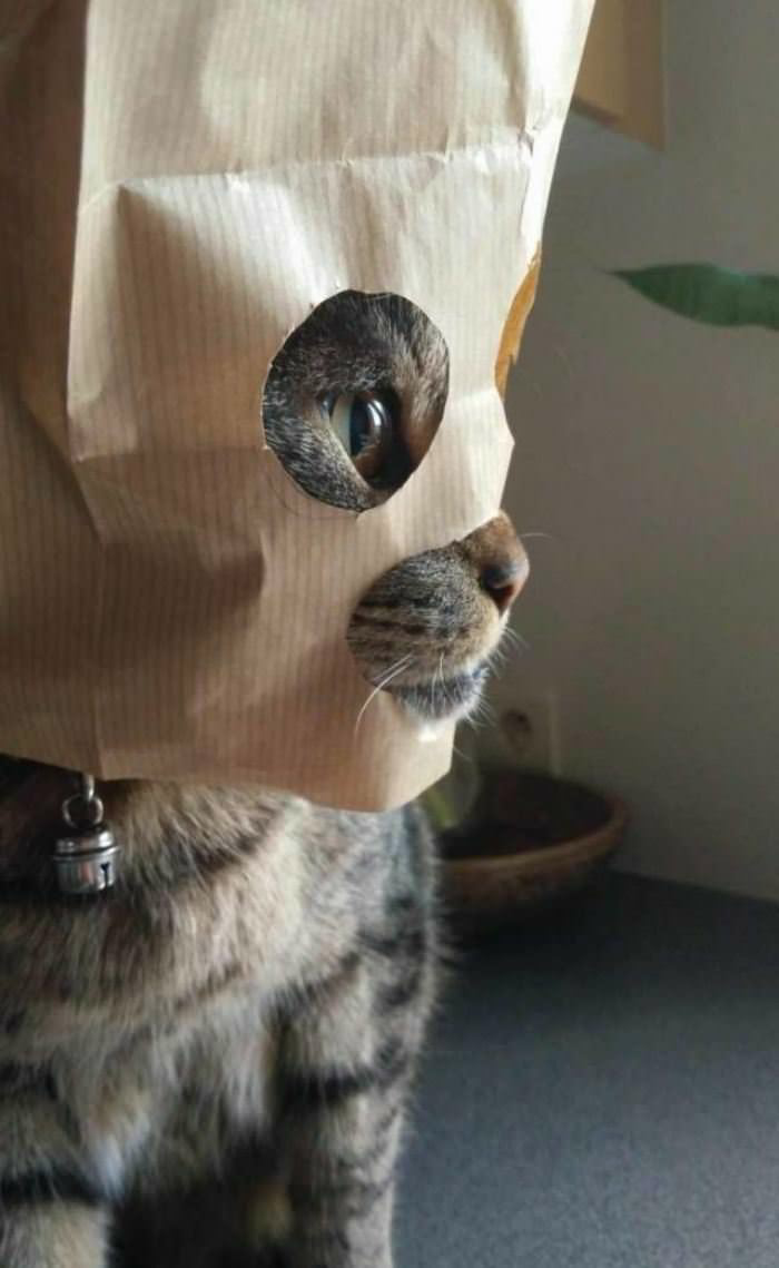 Cat wearing paper bag mask Blank Meme Template