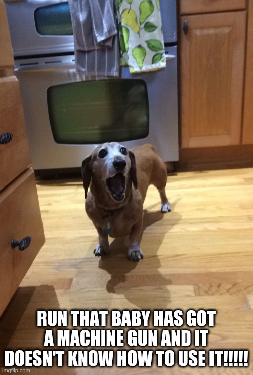 Suprised dog | RUN THAT BABY HAS GOT A MACHINE GUN AND IT DOESN'T KNOW HOW TO USE IT!!!!! | image tagged in suprised dog | made w/ Imgflip meme maker