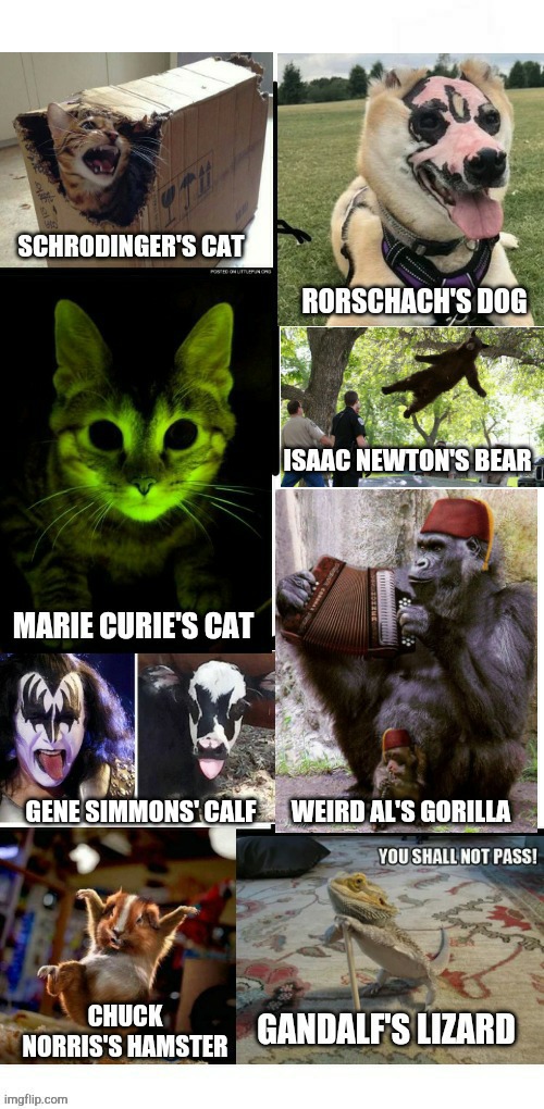Schrodinger's cat | GENE SIMMONS' CALF | image tagged in schrodinger's cat | made w/ Imgflip meme maker