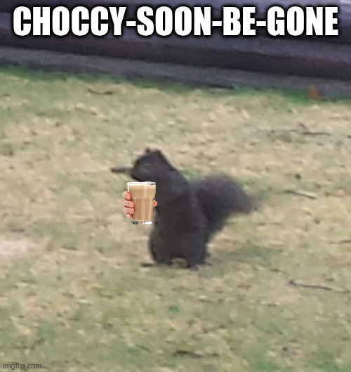 last chance for some choccy hate come on bring it | CHOCCY-SOON-BE-GONE | image tagged in squirrel,choccy,joke | made w/ Imgflip meme maker
