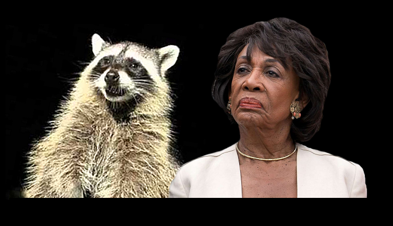 The Raccoon and Maxine Waters Blank Meme Template