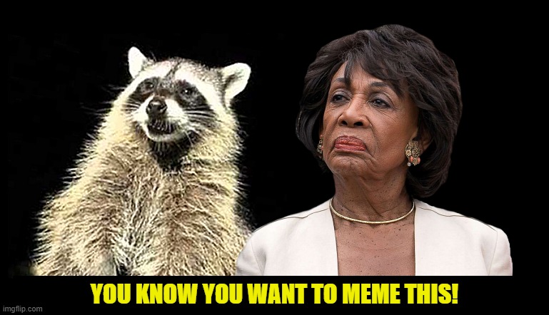 The Raccoon and Maxine Waters | YOU KNOW YOU WANT TO MEME THIS! | image tagged in raccoon,maxine waters,trash panda,democrats,garbage can,masked bandit | made w/ Imgflip meme maker