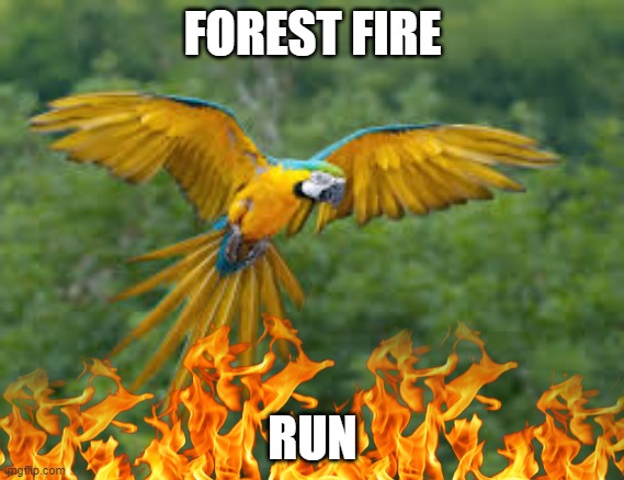 Macaw | FOREST FIRE; RUN | image tagged in forest fire | made w/ Imgflip meme maker
