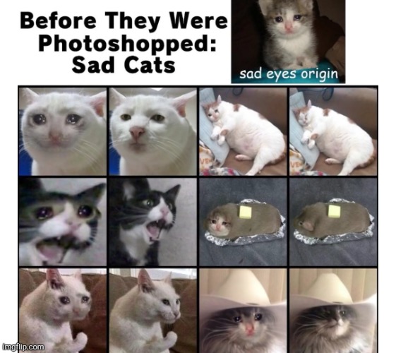 the evolution of the sad cat meme templates | image tagged in sad cat,evolution of memes | made w/ Imgflip meme maker