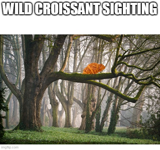 Wild Croissant | WILD CROISSANT SIGHTING | image tagged in blank white template,funny memes,croissant,wildlife | made w/ Imgflip meme maker