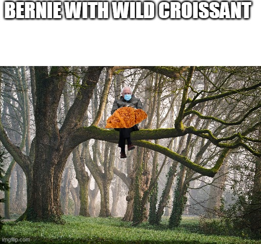 Bernie and Croissant in the wild | BERNIE WITH WILD CROISSANT | image tagged in blank white template,bernie,wildlife,croissant,memes | made w/ Imgflip meme maker