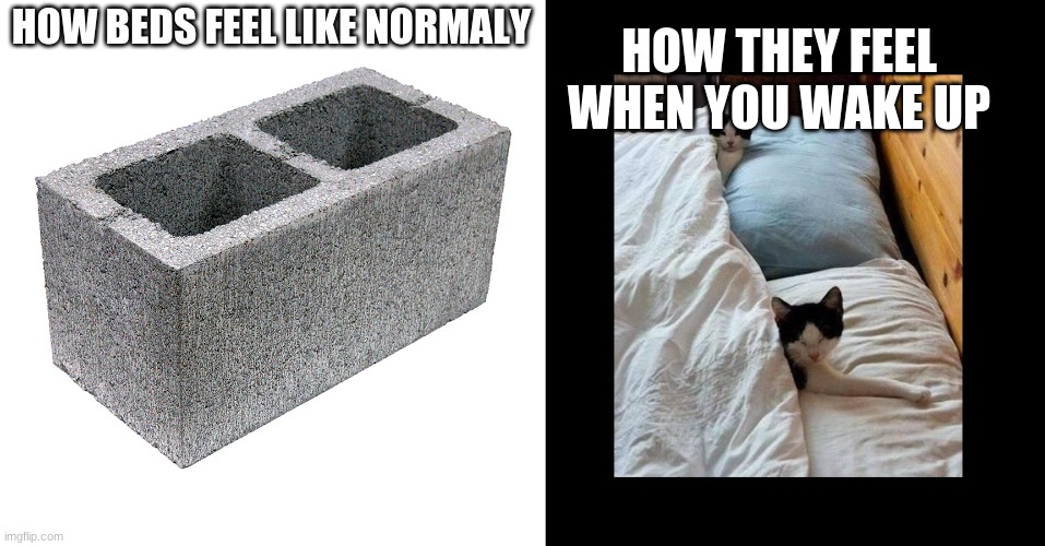 YES | HOW THEY FEEL WHEN YOU WAKE UP; HOW BEDS FEEL LIKE NORMALLY | image tagged in cinder block concrete block cement brick,cats in bed | made w/ Imgflip meme maker