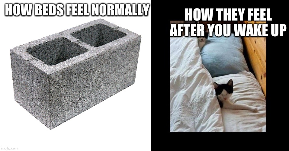 CAT | HOW THEY FEEL AFTER YOU WAKE UP; HOW BEDS FEEL NORMALLY | image tagged in cinder block concrete block cement brick,cats in bed | made w/ Imgflip meme maker