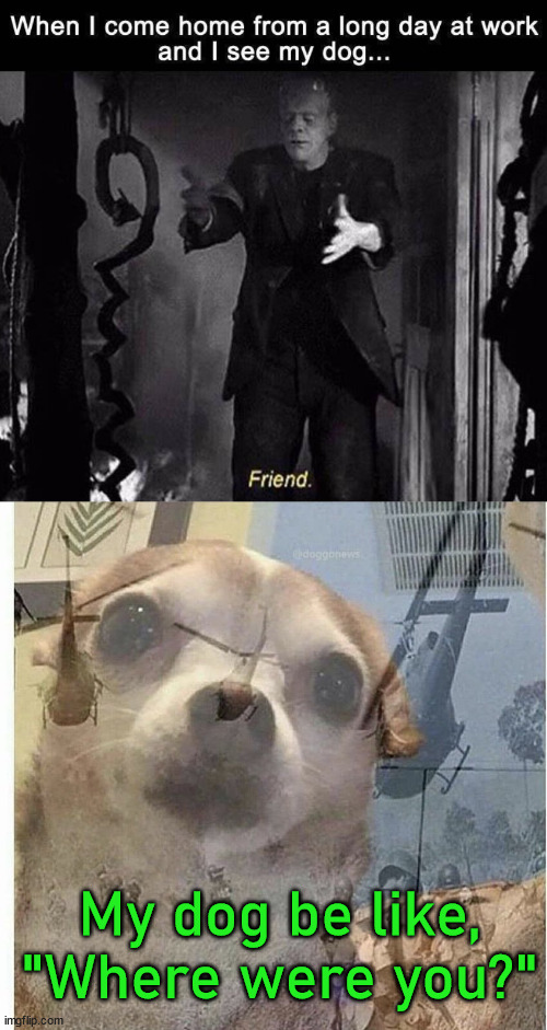 8 minutes or 8 hours. |  My dog be like, "Where were you?" | image tagged in ptsd chihuahua,dogs,friends | made w/ Imgflip meme maker